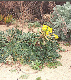 Photo taken at Marina State Beach © Dean W. Taylor. 